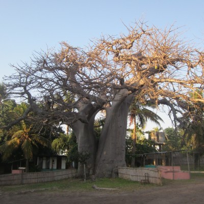 baobab-beach-00001